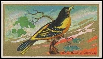 T42 6 Baltimore Oriole.jpg